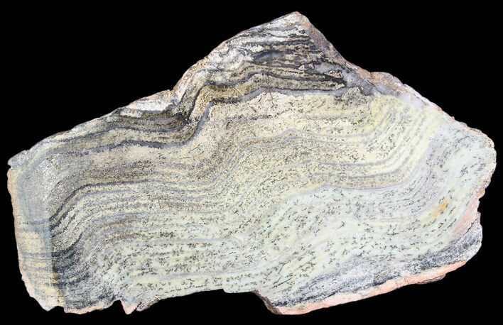 Strelley Pool Stromatolite - Billion Years Old #92646
